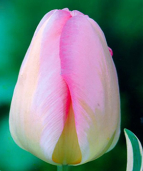 Тюльпан Showbizz, 2 шт