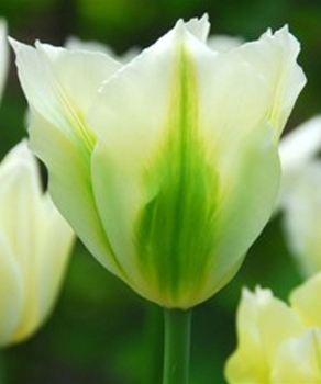 Тюльпан Spring Green, 2 шт