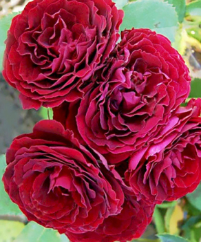 Троянда бордюрна Ред Сеншейшн (Red Sensation)