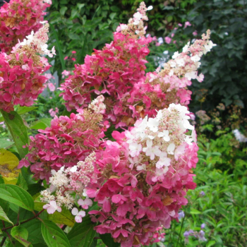 Гортензия Пинки Винки (Р9)