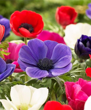 Анемон Де Каен (De Caen), 5 шт