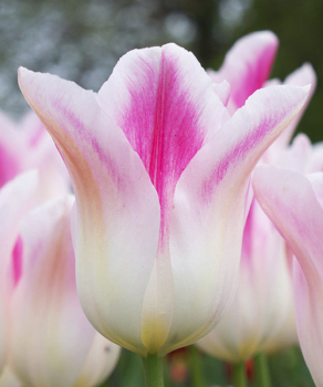 Тюльпан Holland Chic, 2 шт