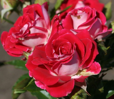 Роза спрей мелкоцветковая Руби Стар