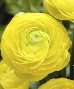 Лютики Авив Голд (Aviv Gold), 5 шт