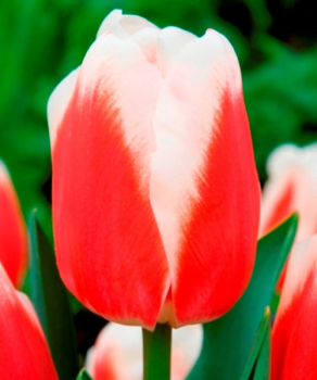 Тюльпан Roman Empire, 2 шт