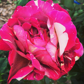 Троянда чайно-гібридна Строката Фантазія (Pestraja Fantazija)