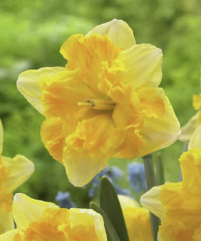 Нарцисс Блейзинг Старлет (Blazing Starlet)