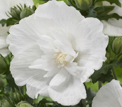 Гибискус сирийский Вайт Шифон