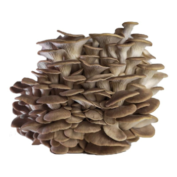 Грибний блок Глива легенева