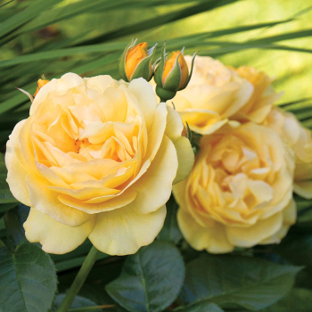 Троянда флорібунда Джулія Чайльд (Julia Child)