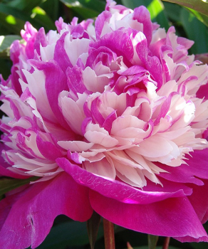 Півонія Celebrity