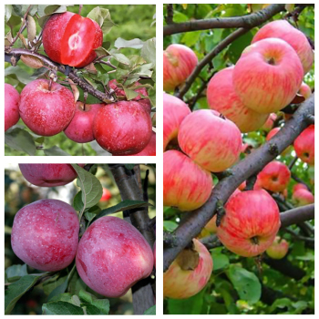 Яблоня дерево сад (Мельба + Флорина + Сирена)