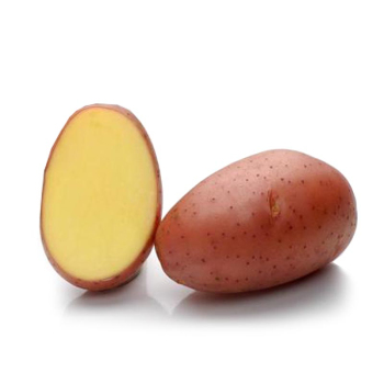 Картопля насіннева Ред Леді 1 кг