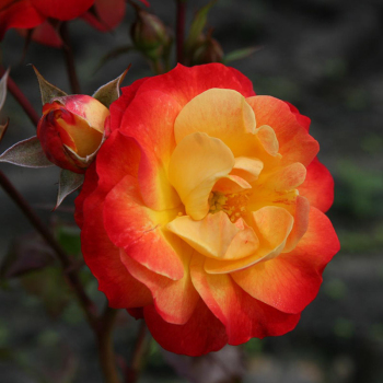 Троянда кордес Файєрбьорд (Firebird)
