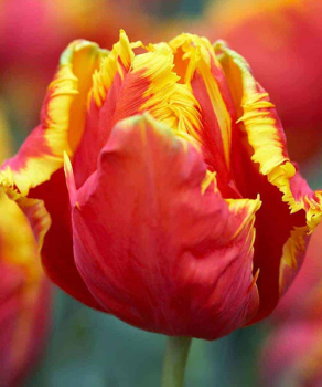 Тюльпан Bright Parrot, 2 шт