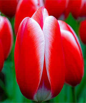 Тюльпан Келли (Kelly), 2 шт