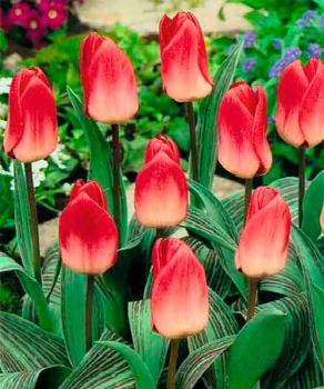 Тюльпан Diantha, 2 шт