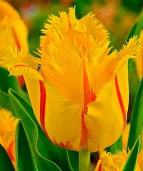 Тюльпан Flamenco, 2 шт