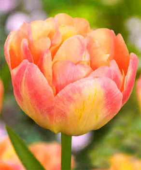 Тюльпан Happy Upstar, 2 шт