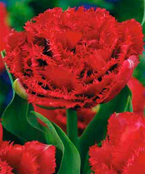 Тюльпан Lion King, 2 шт