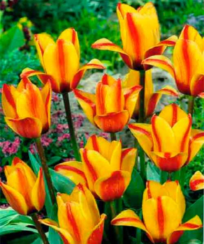 Тюльпан Orange Breeze, 2 шт