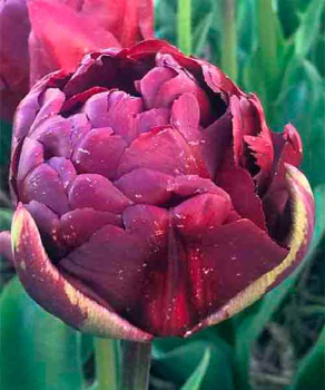 Тюльпан Palmyra, 2 шт