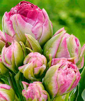 Тюльпан Pearl Mountain, 2 шт