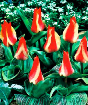 Тюльпан Playsir, 2 шт