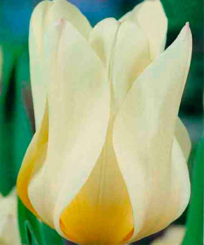 Тюльпан Purissima, 2 шт