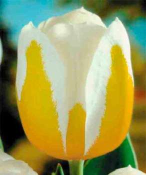 Тюльпан Sweet Heart, 2 шт