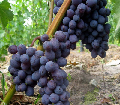 Виноград Юпітер