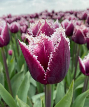 Тюльпан Сан Мартин (San Martin), 2 шт