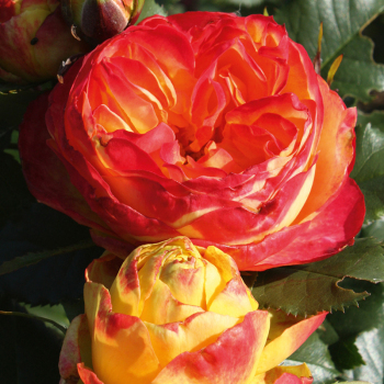 Роза английска Вулканика (Vulcanica)