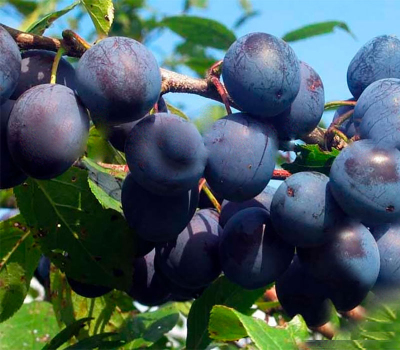 Алича колоновидна Синя