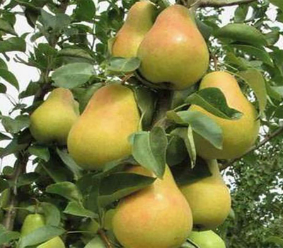 Груша колоновидна Декора