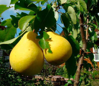 Груша колоновидна Сапфіра