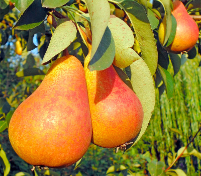 Груша колоновидна Г4