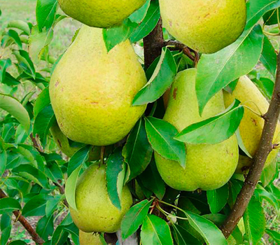 Груша колоновидна Санремі