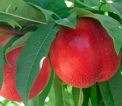 Колоновидний гібрид сливи та персика Сливовий нектарин