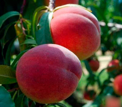 Нектарин колоновидний Соковитий