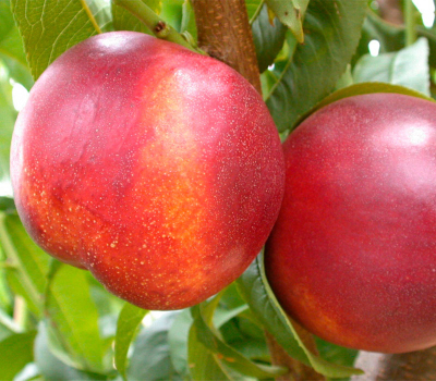 Нектарин колоновидний Фантазія