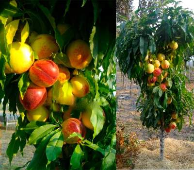 Персик колоновидный Роман