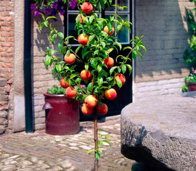 Персик колоновидний Штайнберг