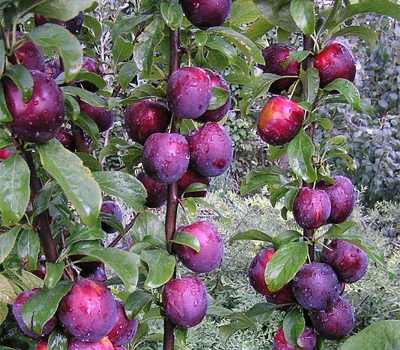 Слива колоновидная Блю Свит