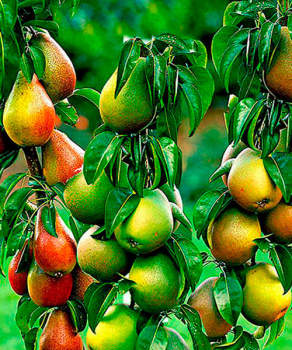 Груша дерево сад (Свадебная + Бере боск + Талгарская красавица)