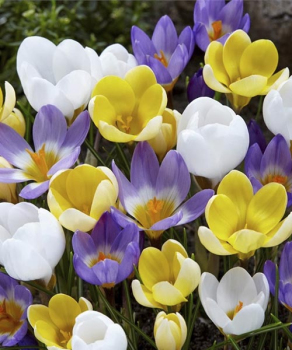 Крокус Спейсис Микс (Species Mix), 5 шт