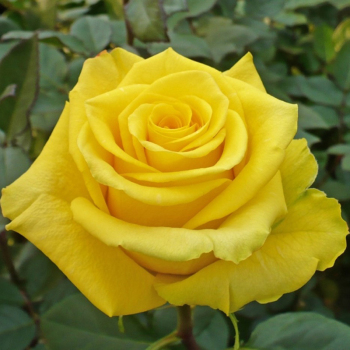 Троянда чайно-гібридна Кьорн (Kern, Керіо)