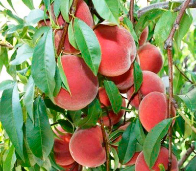 Персик колоновидний Золотий тріумф