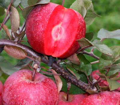 Яблоня красномясая Джеромини
