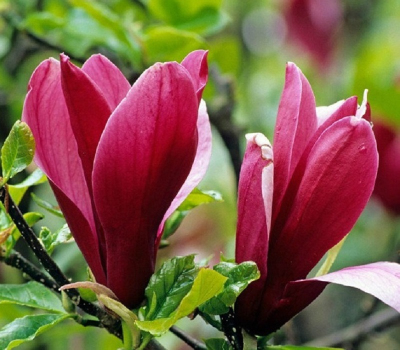 Магнолия лилиецветная Нигра